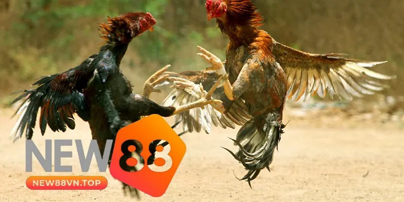 Các bước tham gia chơi Đá Gà tại New88 Các bước tham gia chơi Đá Gà tại New88