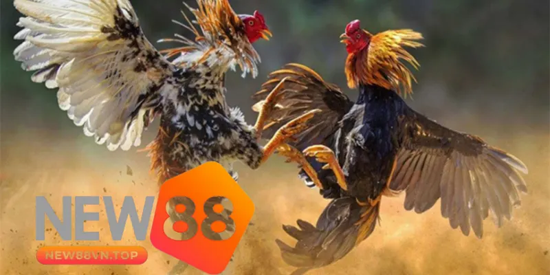 Đá Gà New88 cung cấp tất cả các trận đấu hấp dẫn từ trường gà quốc tế. Đá Gà New88 cung cấp tất cả các trận đấu hấp dẫn từ trường gà quốc tế.