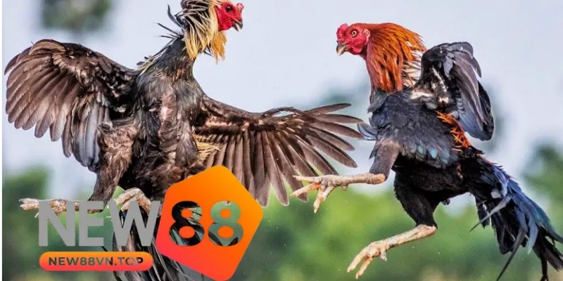 Đá Gà New88 sở hữu nhiều ưu điểm hấp dẫn người chơi Đá Gà New88 sở hữu nhiều ưu điểm hấp dẫn người chơi
